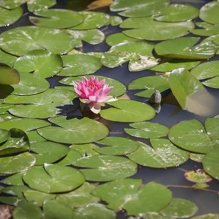 Mobil-home 2 Avec Terrasse - Api-1-52-456 Kamp alanı Les Achards (Vendee)