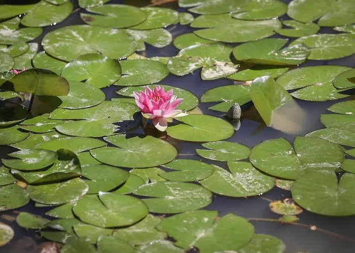 Mobil-home 2 Avec Terrasse - Api-1-52-456 Kemping Les Achards (Vendee)